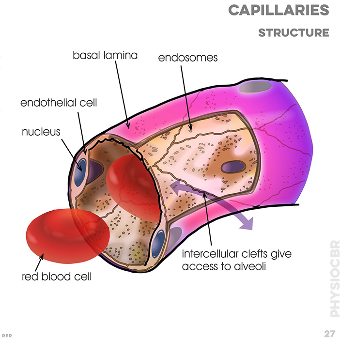 27. Capillaries, structure: basal lamina; endothelial cell; nucleus; pores (fenestrations); endosomes
