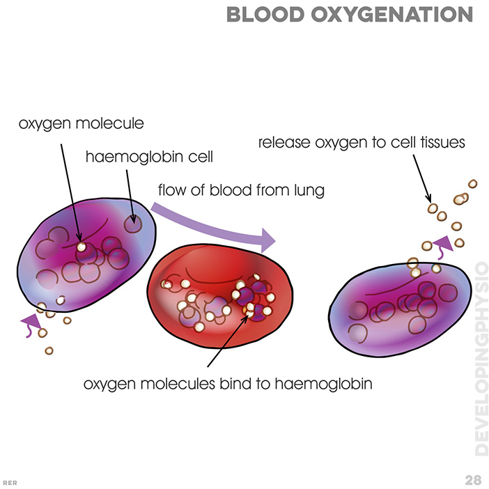 28. Blood oxygenation: oxygen molecule; haemoglobin cell; flow of blood from lung; release oxygen to cell tissue; oxygen molecules bind to haemoglobin