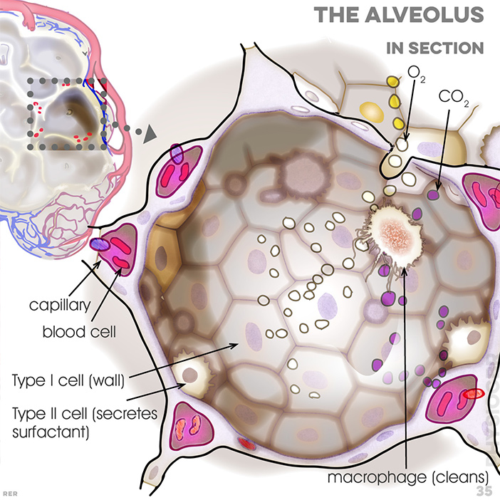 35. Inside the alveolus, maintaining balance