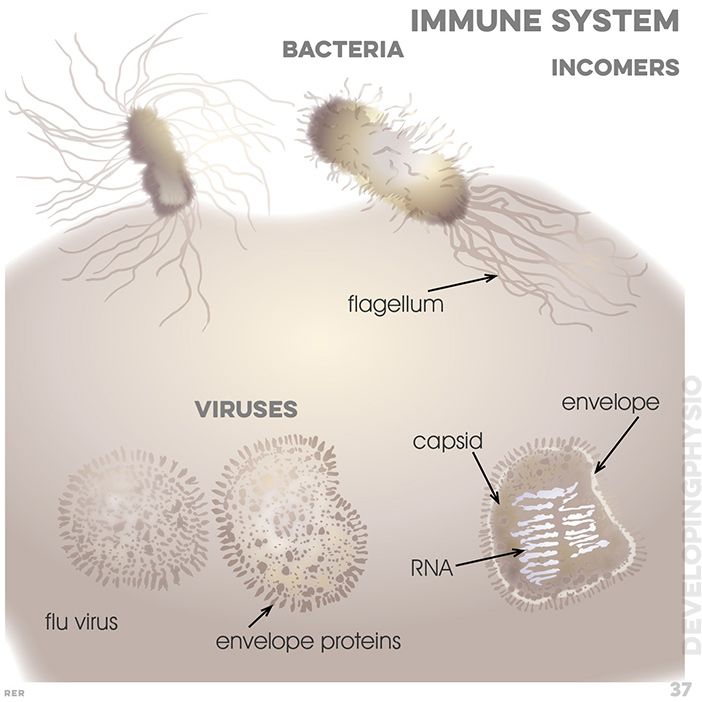 37. Immune system, incomers: bacteria, flagellum; viuses: flu virus; envelope proteins; RNA; capsid; envelope