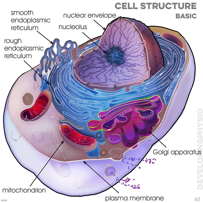 41. cell structure (basic): rough endoplasmic reticulum; smooth endoplasmic reticulum; nucleolus; nuclear envelope; golgi apparatus; plasma membrane; mitochondrion