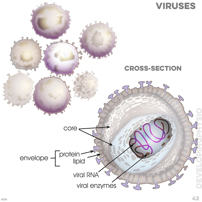 42. viruses: core, envelope containd protein and lipid; viral RNA; viral enzymes